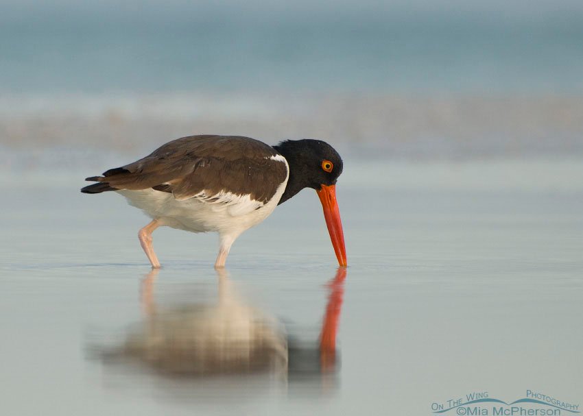 American Oystercatcher before sun rise in a lagoon at the north beach, Fort De Soto County Park, Florida