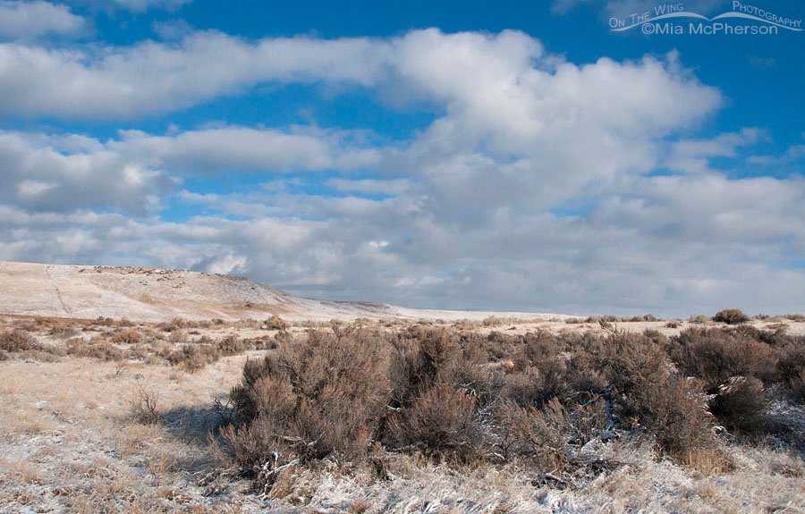 Antelope Island snow on Thanksgiving Day looking towards Buffalo Point. Antelope Island State Park, Davis County, Utah