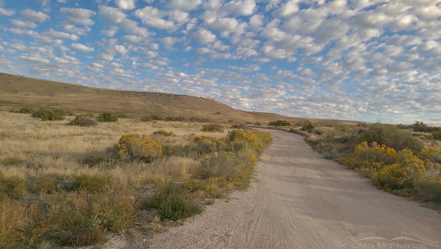 Road near Buffalo Point on Antelope Island, Antelope Island State Park, Davis County, Utah