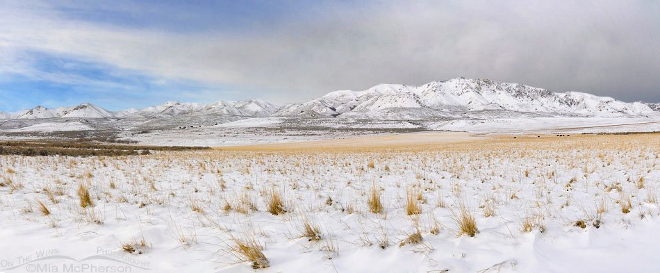 Snow covered Antelope Island on Christmas Eve, 2015. View of Frary Peak and the slopes of the mountains covered in snow.