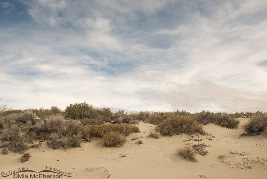 Oolitic sand dunes on Antelope Island State Park, Davis County, Utah