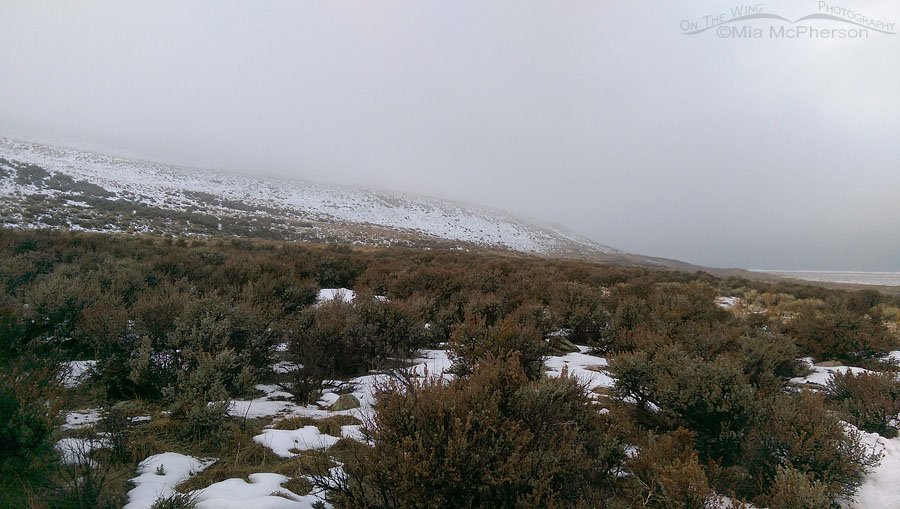 Heavy fog at Bridger Bay Campground on Antelope Island State Park, Davis County, Utah
