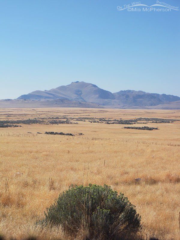View of Frary Peak across the grassy plain, Antelope Island State Park, Davis County, Utah