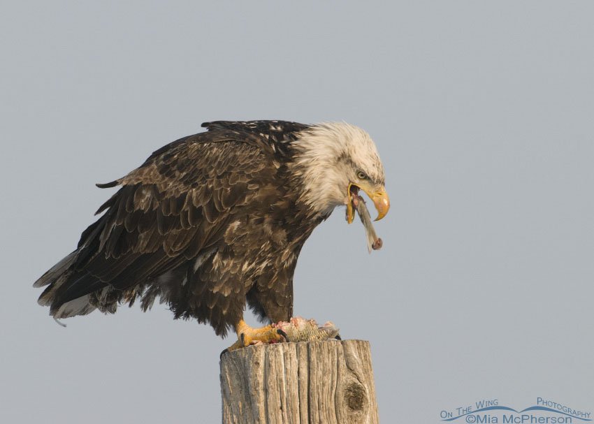 Bald Eagle eating a fish, Farmington Bay WMA, Davis County, Utah