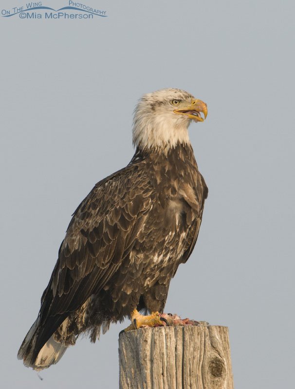 Four-year-old Bald Eagle calling, Farmington Bay WMA, Davis County, Utah