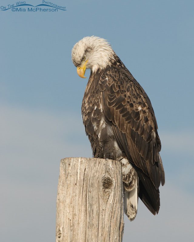 Four year old Bald Eagle with a bowed head, Farmington Bay WMA, Davis County, Utah