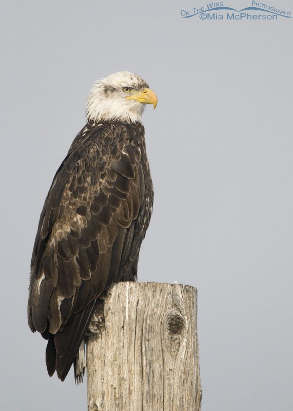 Four year old Bald Eagle on pole, Farmington Bay WMA, Davis County, Utah