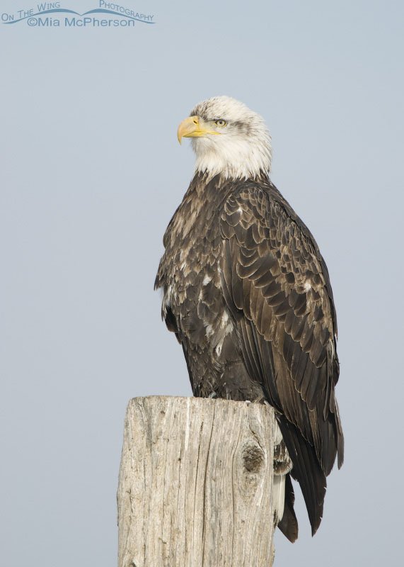 Bald Eagle against soft blue sky, Farmington Bay WMA, Davis County, Utah