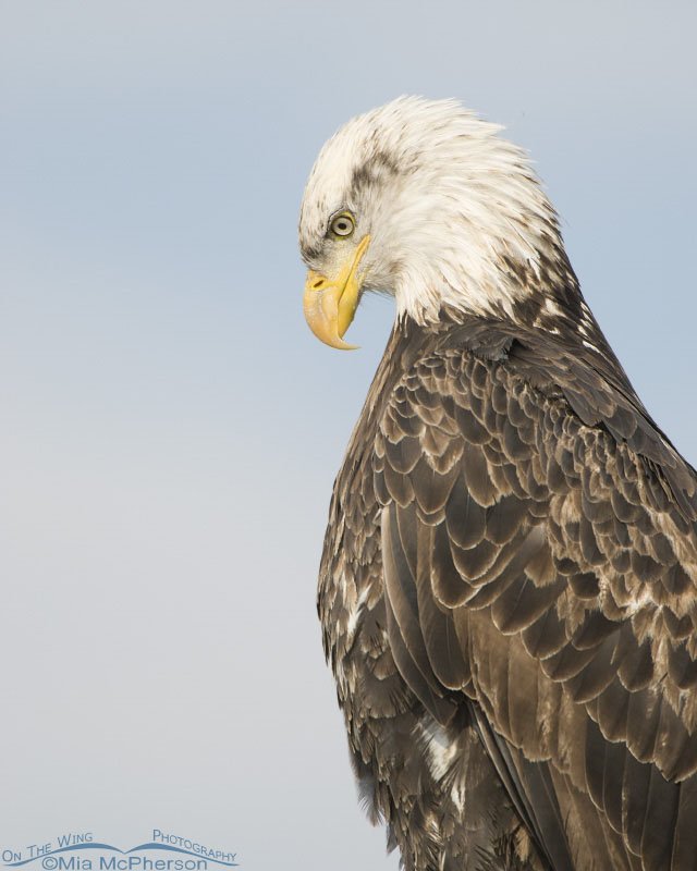 Bald Eagle portrait looking down, Farmington Bay WMA, Davis County, Utah