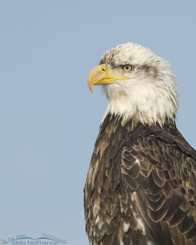 Four year old Bald Eagle vertical portrait, Farmington Bay WMA, Davis County, Utah