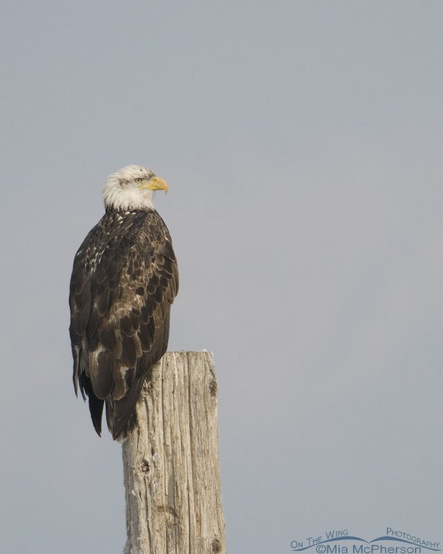 Bald Eagle in soft light, Farmington Bay WMA, Davis County, Utah