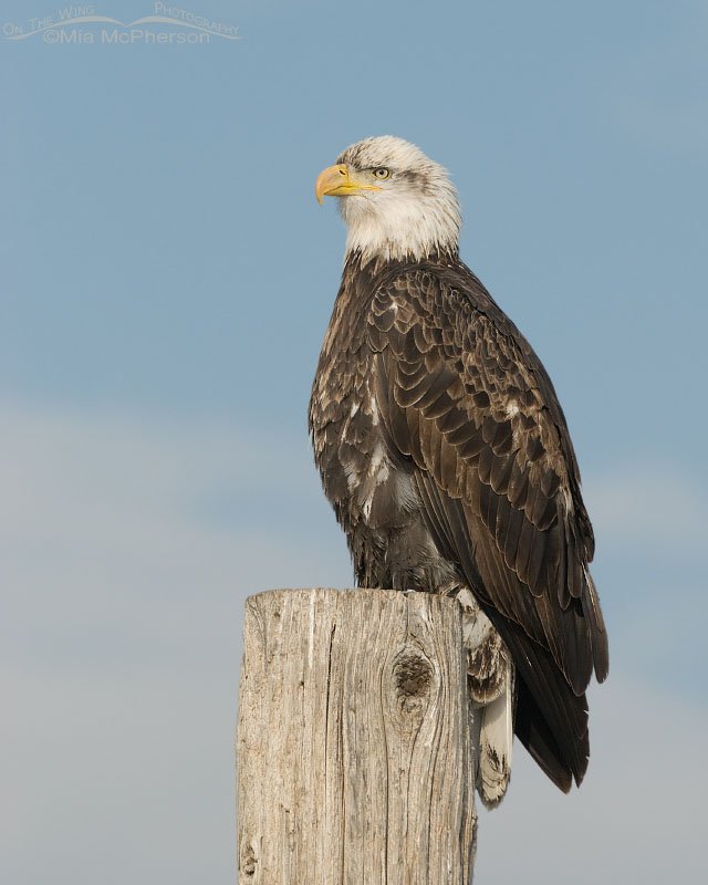 Four year old Bald Eagle on a very cold winter morning, Farmington Bay WMA, Davis County, Utah