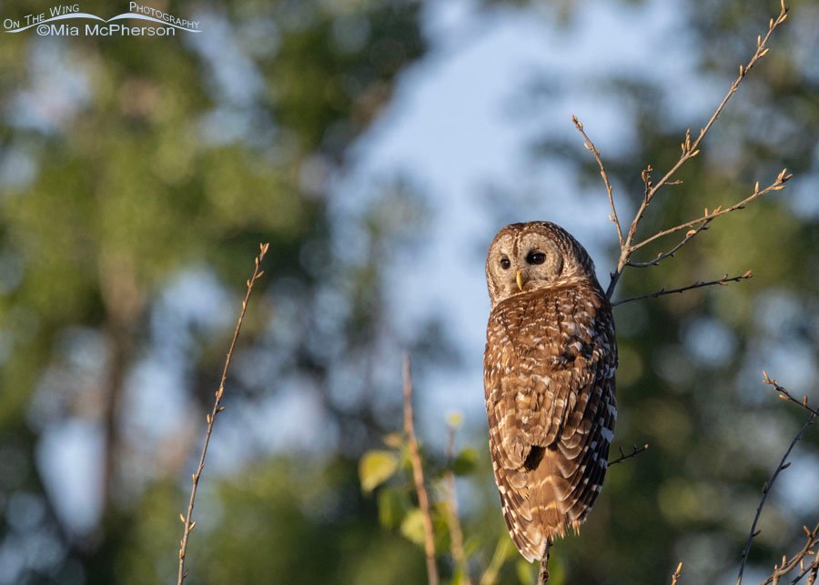 Spring Barred Owl at Sequoyah National Wildlife Refuge, Oklahoma