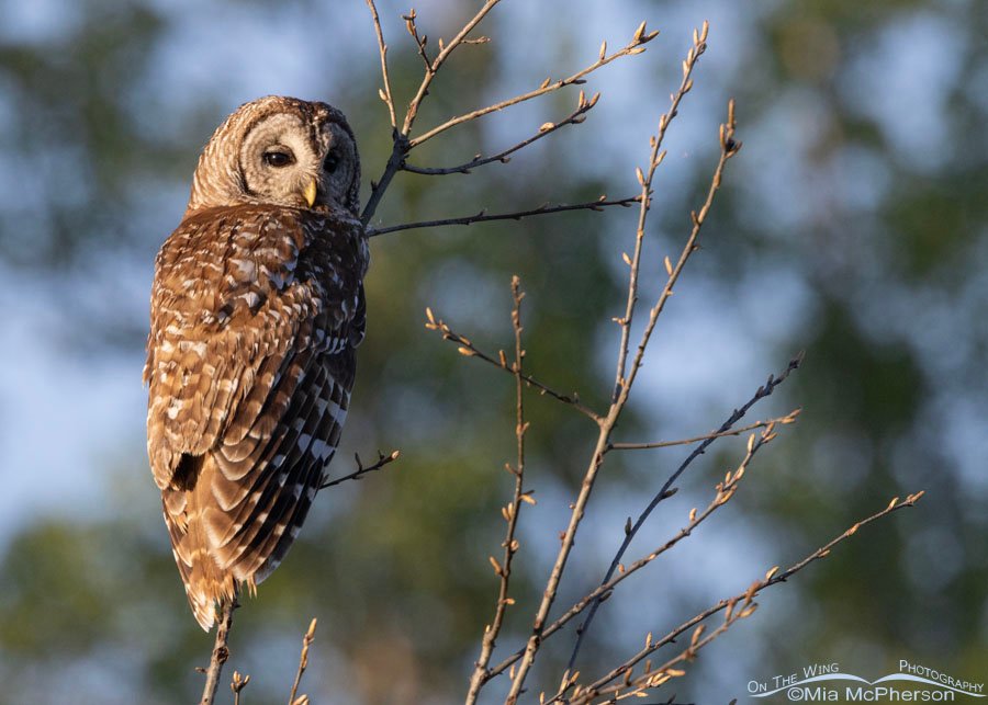 Barred Owl adult during nesting season at Sequoyah National Wildlife Refuge, Oklahoma
