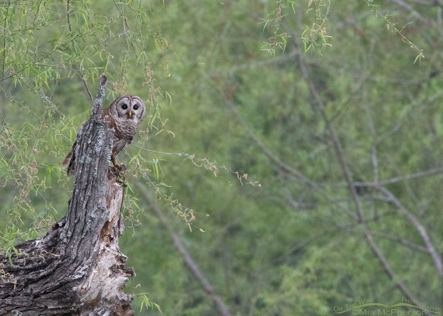 Adult Barred Owl at Miner's Cove, Sequoyah National Wildlife Refuge, Oklahoma