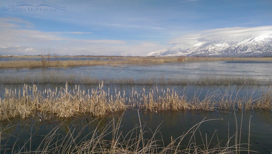 Flooded marshes at Bear River Migratory Bird Refuge, Box Elder County, Utah
