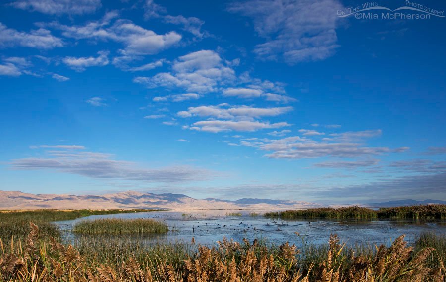 Bear River NWR marsh in early autumn, Bear River Migratory Bird Refuge, Box Elder County, Utah