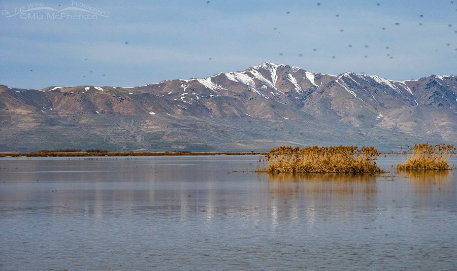 Scenic March view of Bear River MBR with out of focus Midges, Bear River Migratory Bird Refuge, Box Elder County, Utah