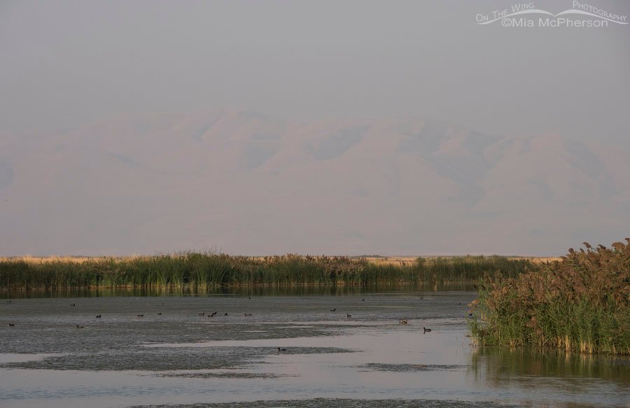Smoky skies over Bear River MBR September 2017, Bear River Migratory Bird Refuge, Box Elder County, Utah