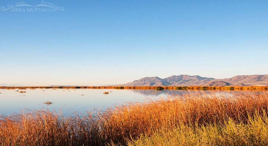 Colorful Autumn view of Bear River Migratory Bird Refuge, Box Elder County, Utah