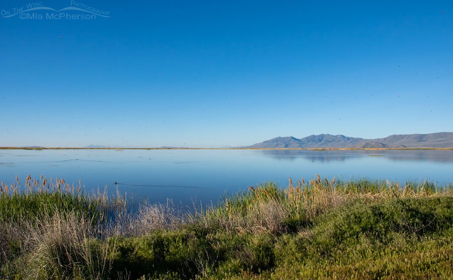 Calm waters at Bear River MBR on a May morning, Box Elder County, Utah