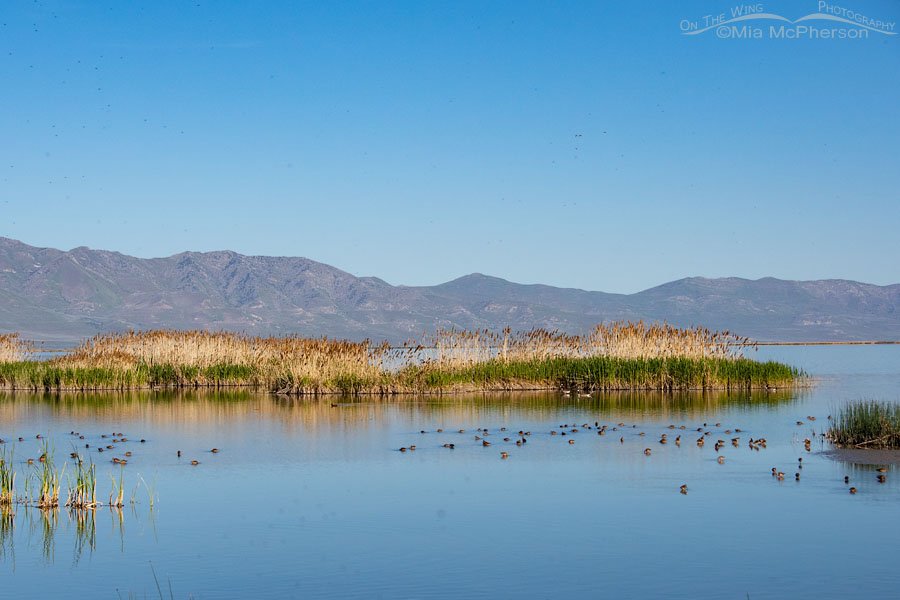 May view of Bear River Migratory Bird Refuge from the auto tour route and the Promontory Mountains, Box Elder County, Utah