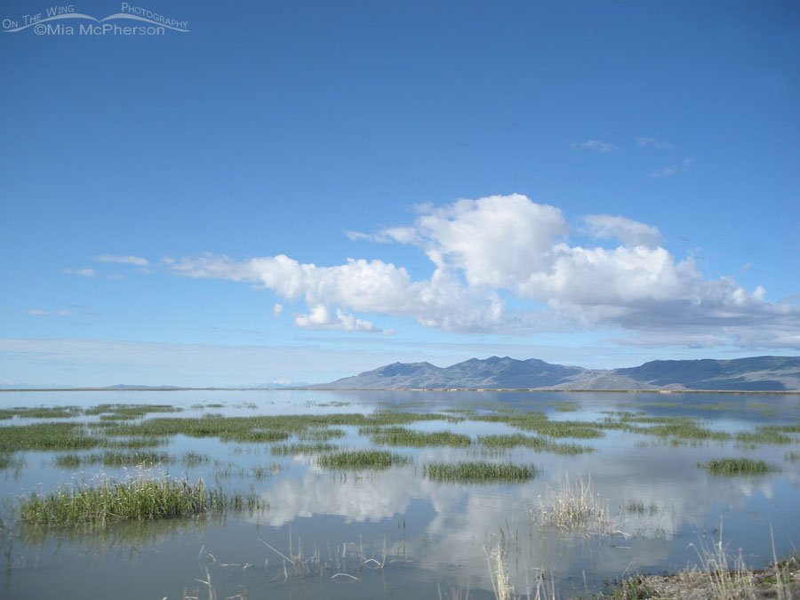 Looking southwest from the auto tour loop at Bear River MBR, Bear River Migratory Bird Refuge, Box Elder County, Utah