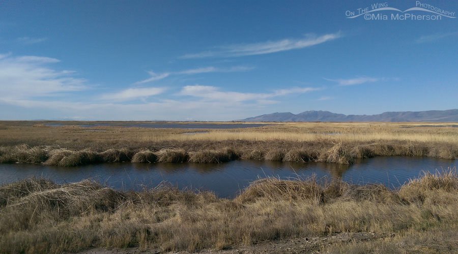 Bear River Migratory Bird Refuge on an April morning, Box Elder County, Utah
