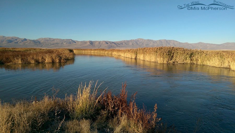 Bear River Autumn, Bear River Migratory Bird Refuge, Box Elder County, Utah