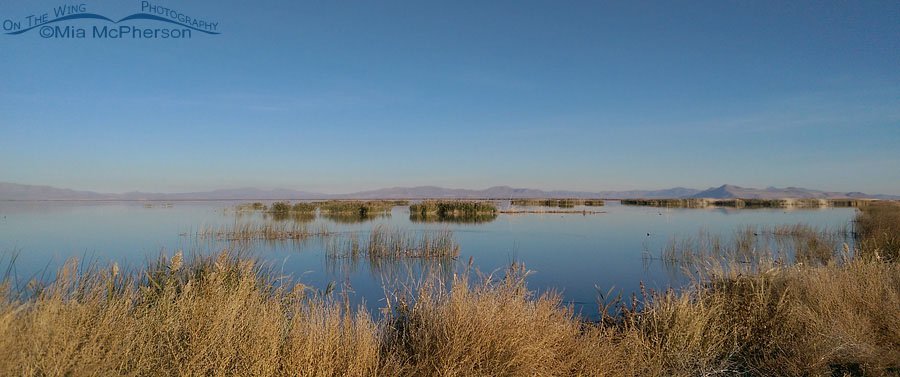 Calm water at Bear River Migratory Bird Refuge, Utah