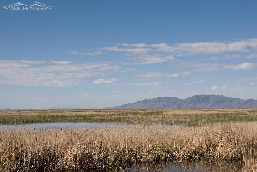 Bear River Migratory Bird Refuge - What a view! Box Elder County, Utah