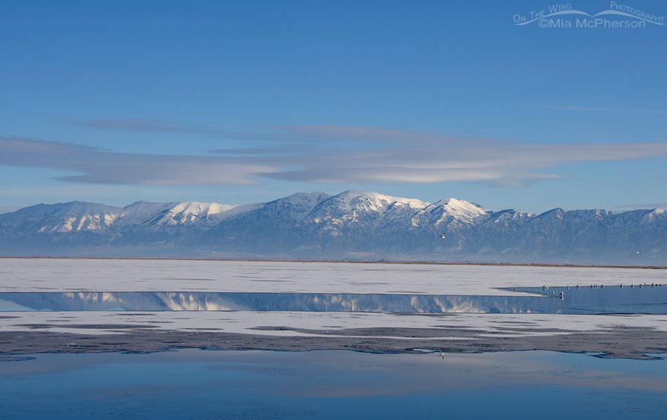 Bear River MBR wetlands in winter, Box Elder County, Utah