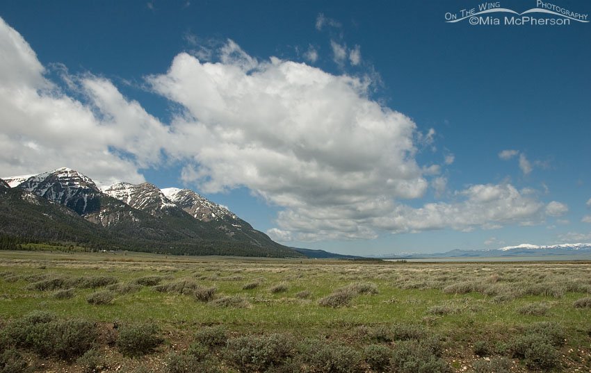 Centennial Mountains with blue skies and fluffy clouds, Red Rock Lakes National Wildlife Refuge, Beaverhead County, Montana