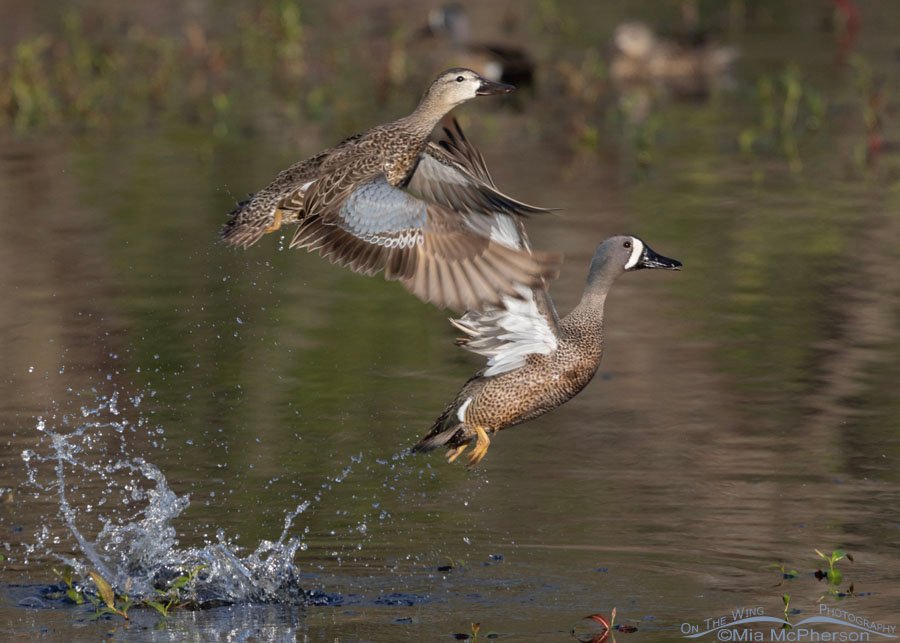 Blue-winged Teal pair lifting off from Miner's Cove, Sequoyah National Wildlife Refuge, Oklahoma