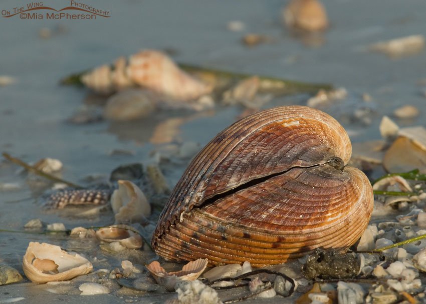 Calico Heart, Fort De Soto County Park, Pinellas County, Florida