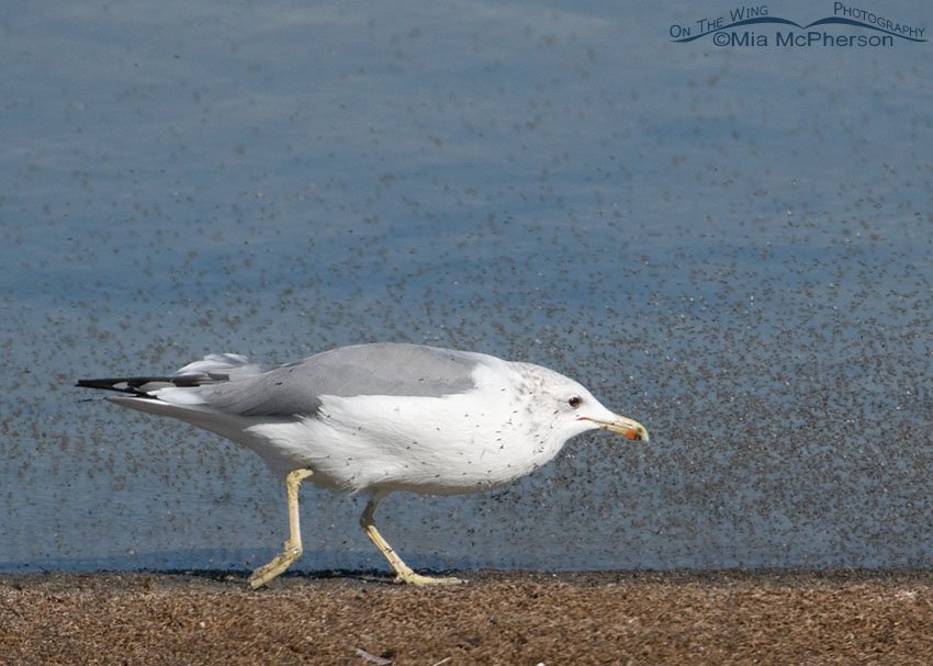 California Gull adult running after Brine Flies on the shoreline of the Great Salt Lake, Antelope Island State Park, Davis County, Utah