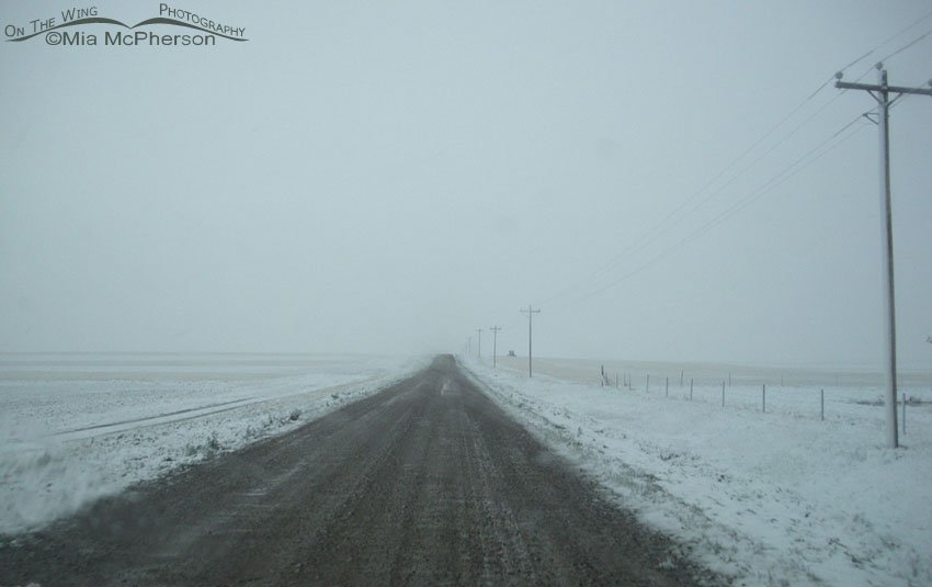 Snow on the 6th of June in Cut Bank, Montana