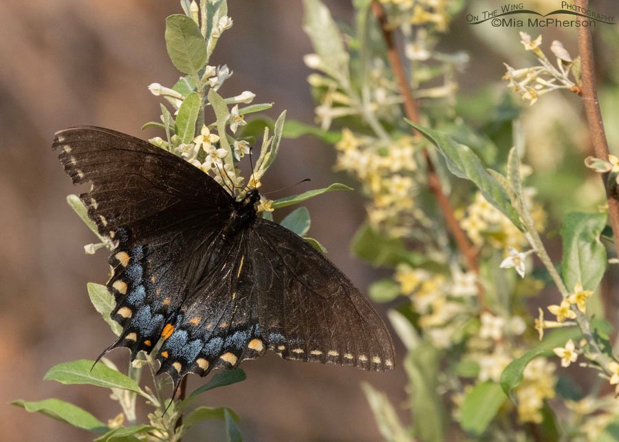 Dark morph female Eastern Tiger Swallowtail, Sequoyah National Wildlife Refuge, Oklahoma