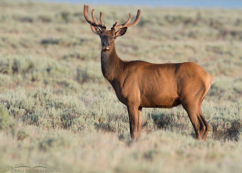 Centennial Valley bull Elk in velvet, Centennial Valley, Beaverhead County, Montana