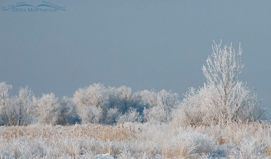 Frosty trees at Farmington Bay Waterfowl Management Area, Davis County, Utah