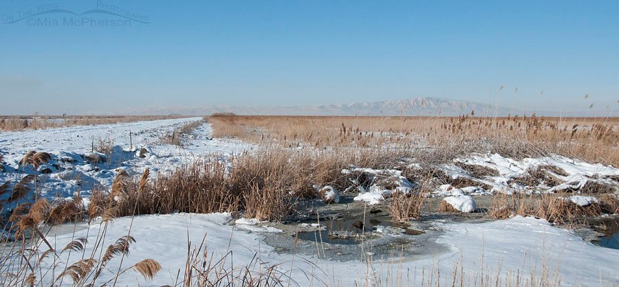 View of Antelope Island from Farmington Bay WMA, Utah