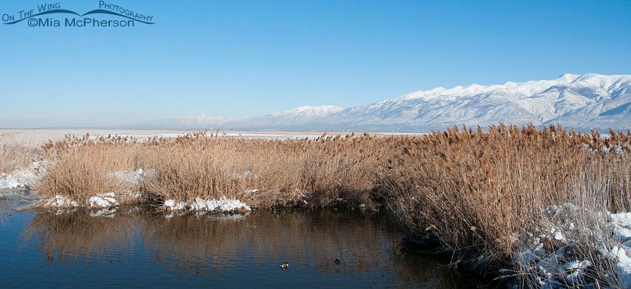 View of the Wasatch Mountains from Farmington Bay WMA, Utah