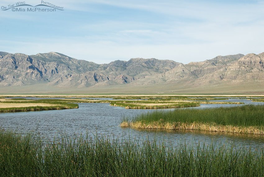View of the marshes at Fish Springs NWR with the Fish Spring Mountain Range in the background, Fish Springs National Wildlife Refuge, West Desert, Juab County, Utah