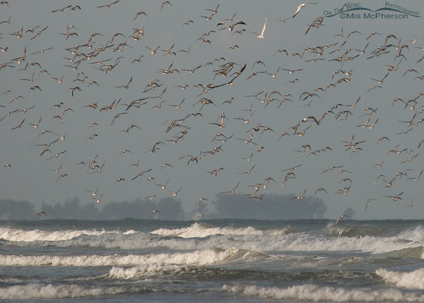 Mixed flock flying in strong winds, Fort De Soto County Park, Pinellas County, Florida