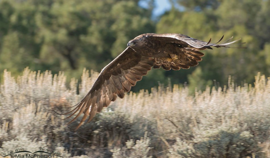 Golden Eagle lift off at Flaming Gorge National Recreation Area at Antelope Flat in Daggett County, Utah