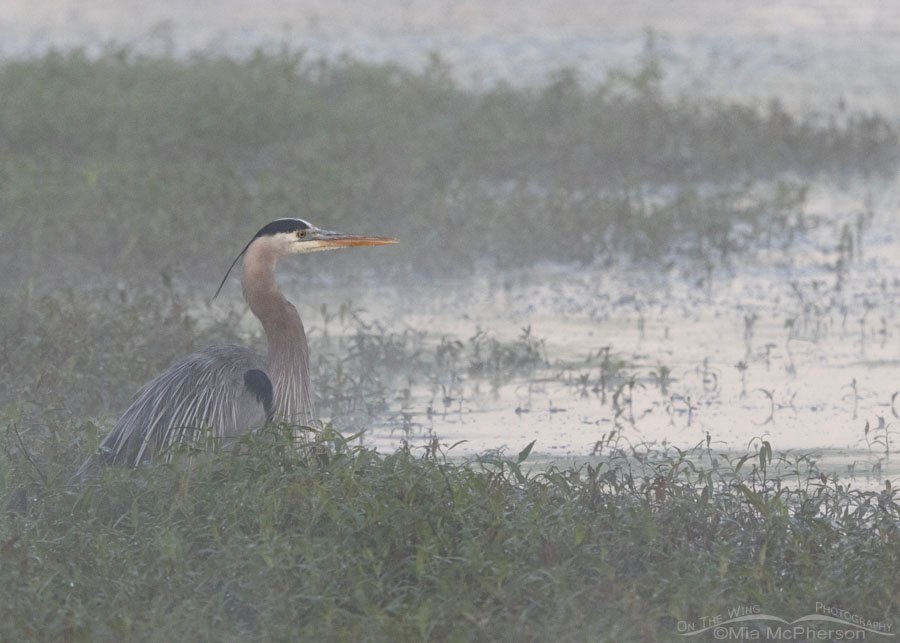Great Blue Heron in morning mist at Lower Scarborough Slough, Sequoyah National Wildlife Refuge, Oklahoma