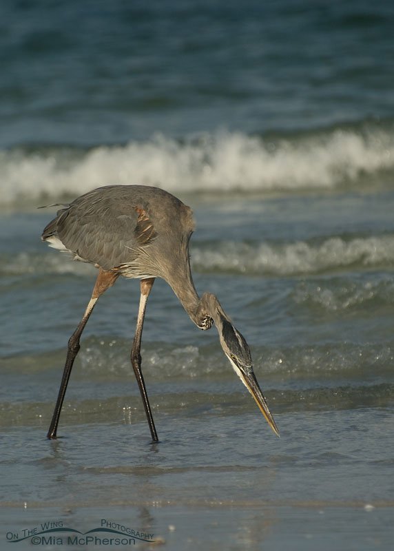 Great Blue Heron striking at prey, Fort De Soto County Park, Pinellas County, Florida