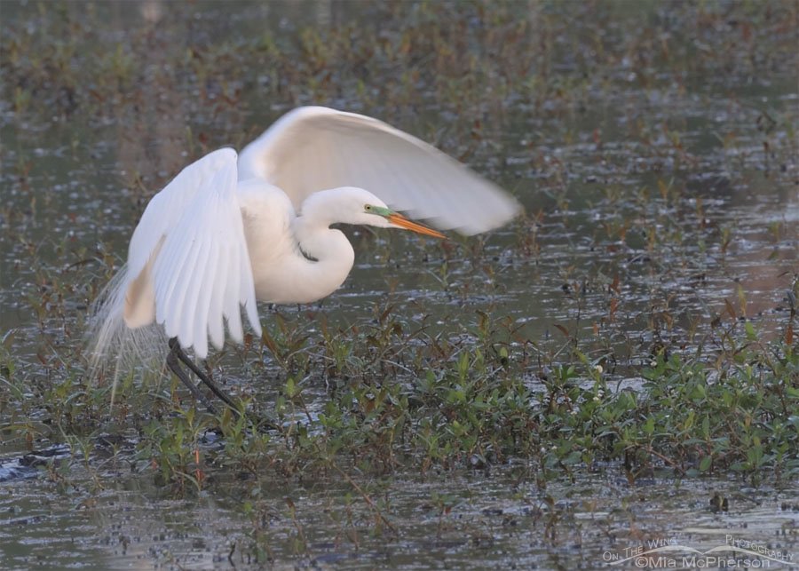 Log rolling Great Egret, Sequoyah National Wildlife Refuge, Oklahoma