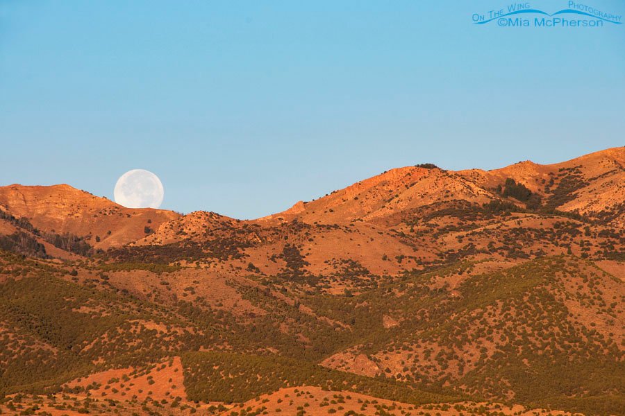 October 6, 2017 - Harvest Moon slipping behind the Stansbury Mountains, West Desert, Tooele County, Utah