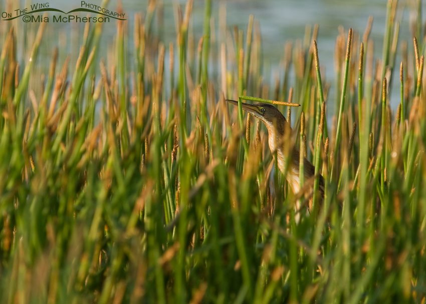 Least Bittern in a wetlands, Roosevelt County Wetlands, Pinellas County, Florida